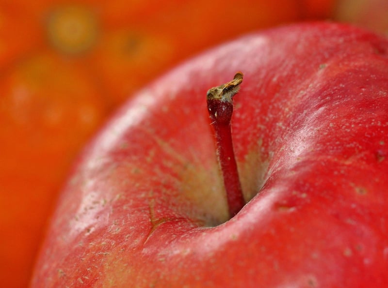 Apples on a tree