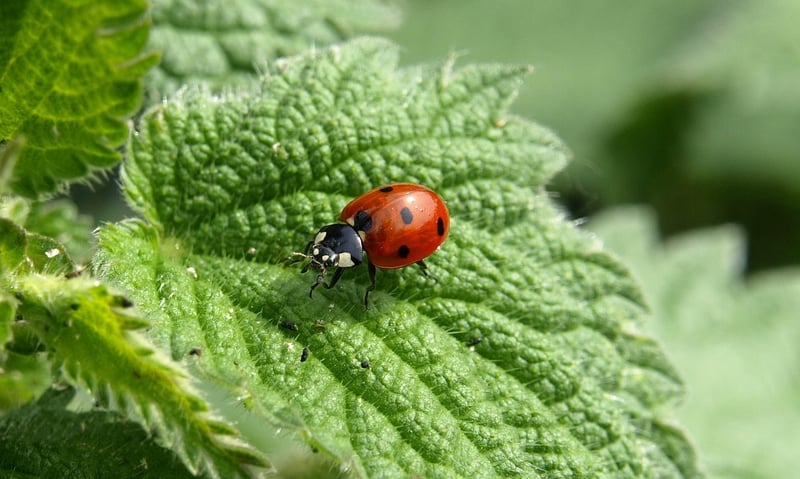Ladybug in the garden