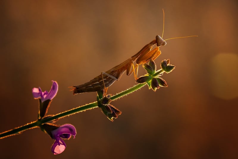 Praying mantis in nature