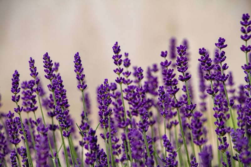 Healthy lavender plant in a garden